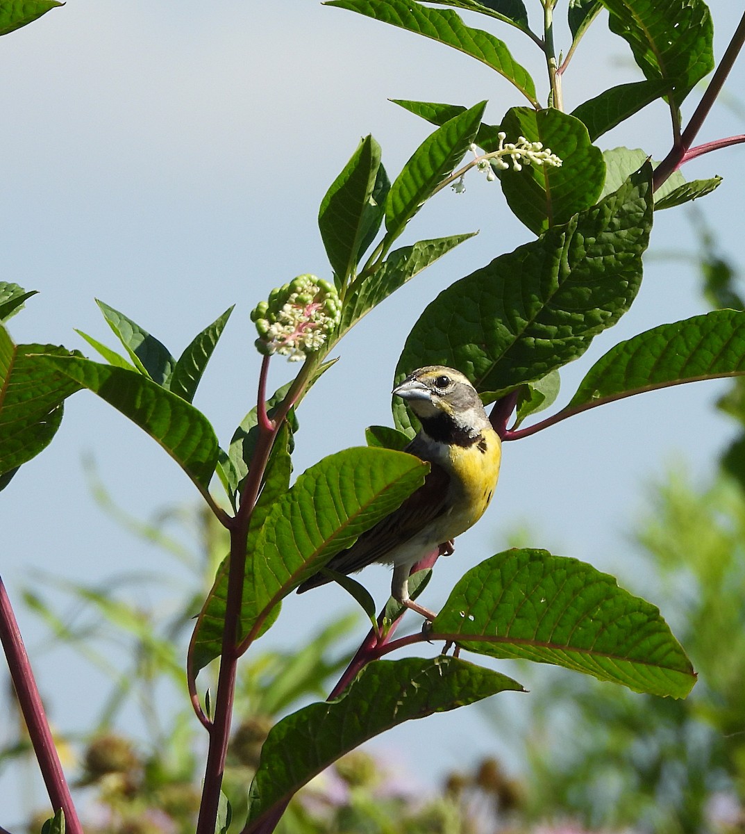 Dickcissel - ML621688477