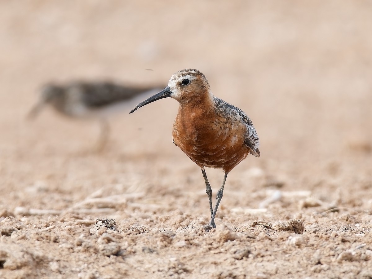 Curlew Sandpiper - Pierre Deviche