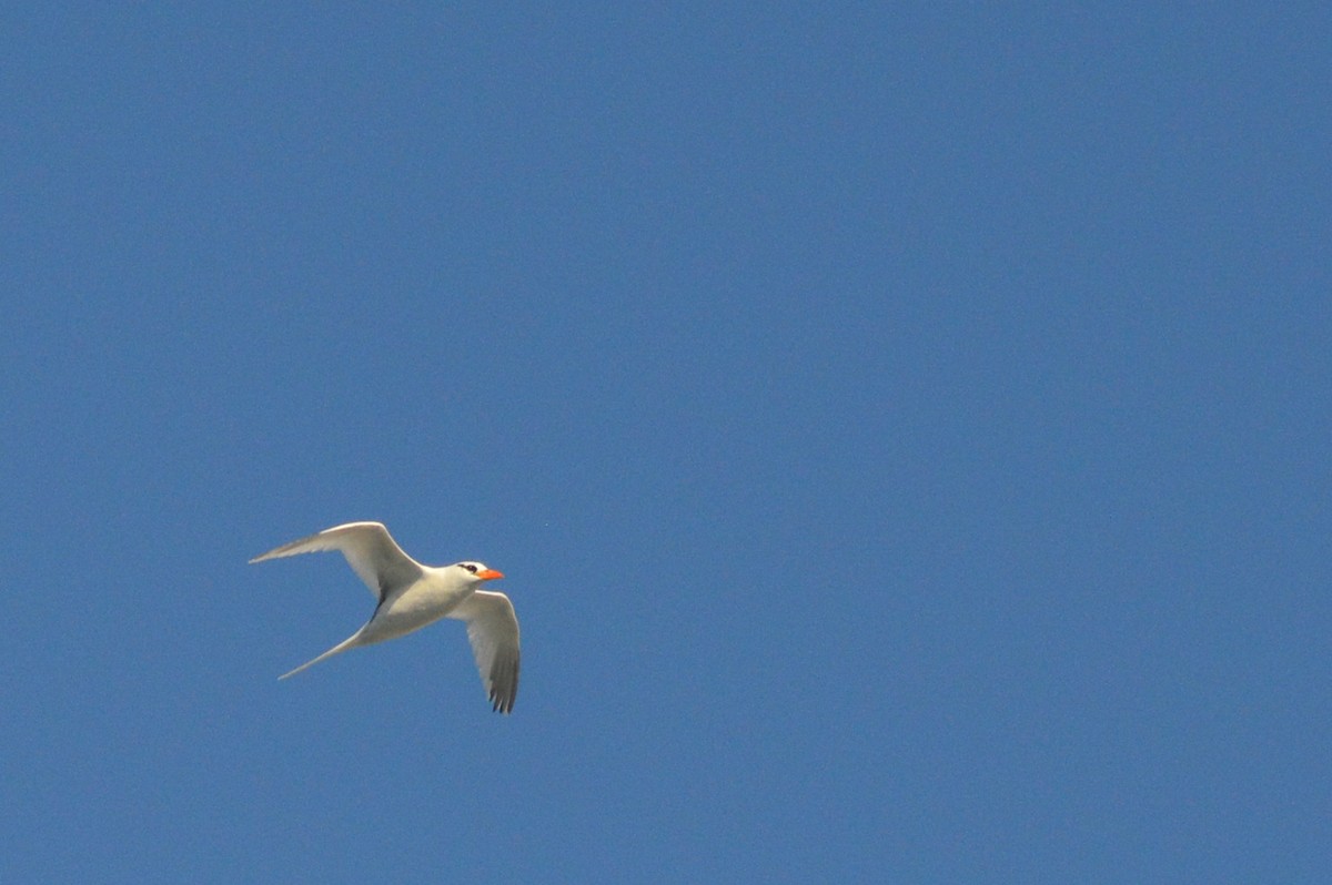 White-tailed Tropicbird - ML621688761