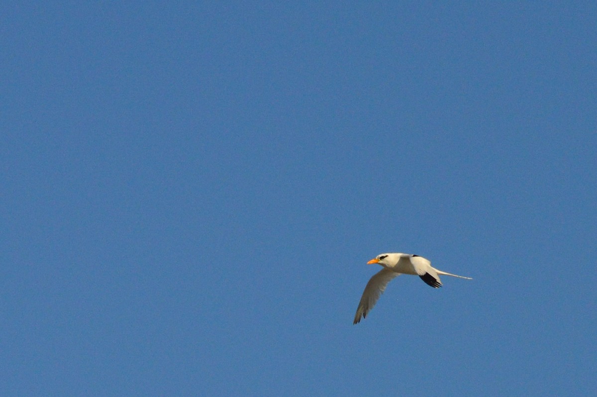 White-tailed Tropicbird - ML621688762