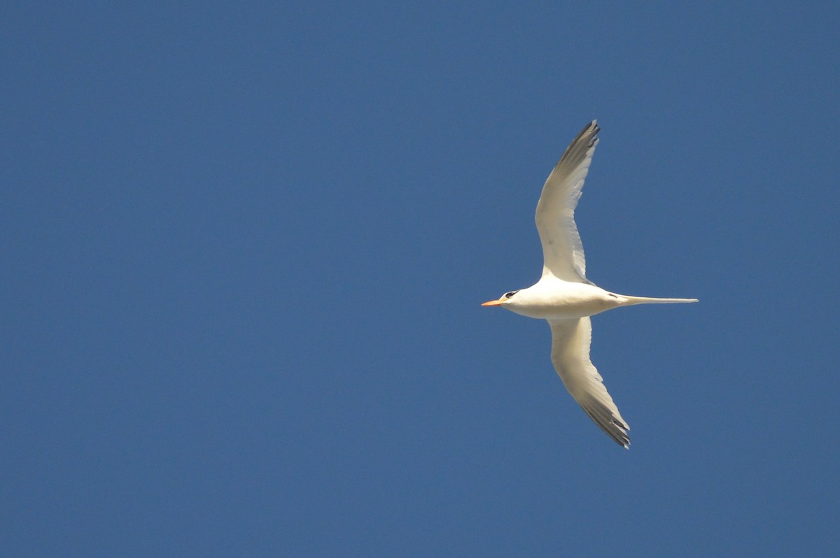 White-tailed Tropicbird - ML621688763