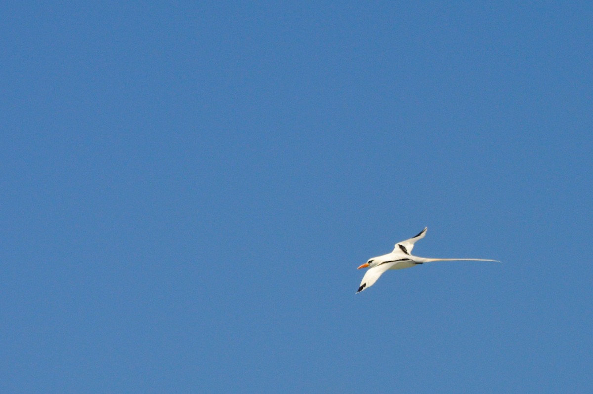 White-tailed Tropicbird - ML621688764