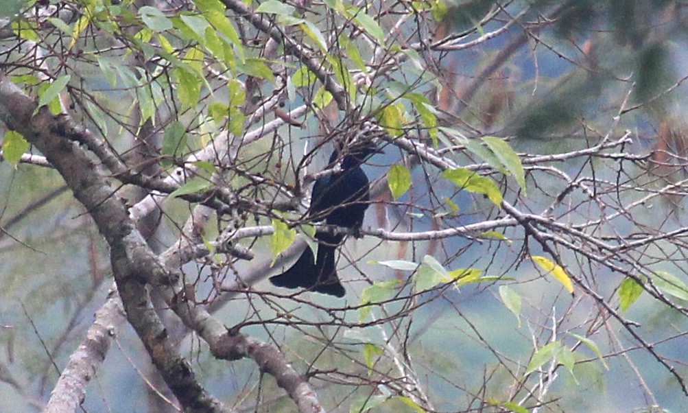 Wallacean Drongo (Flores) - ML621688777