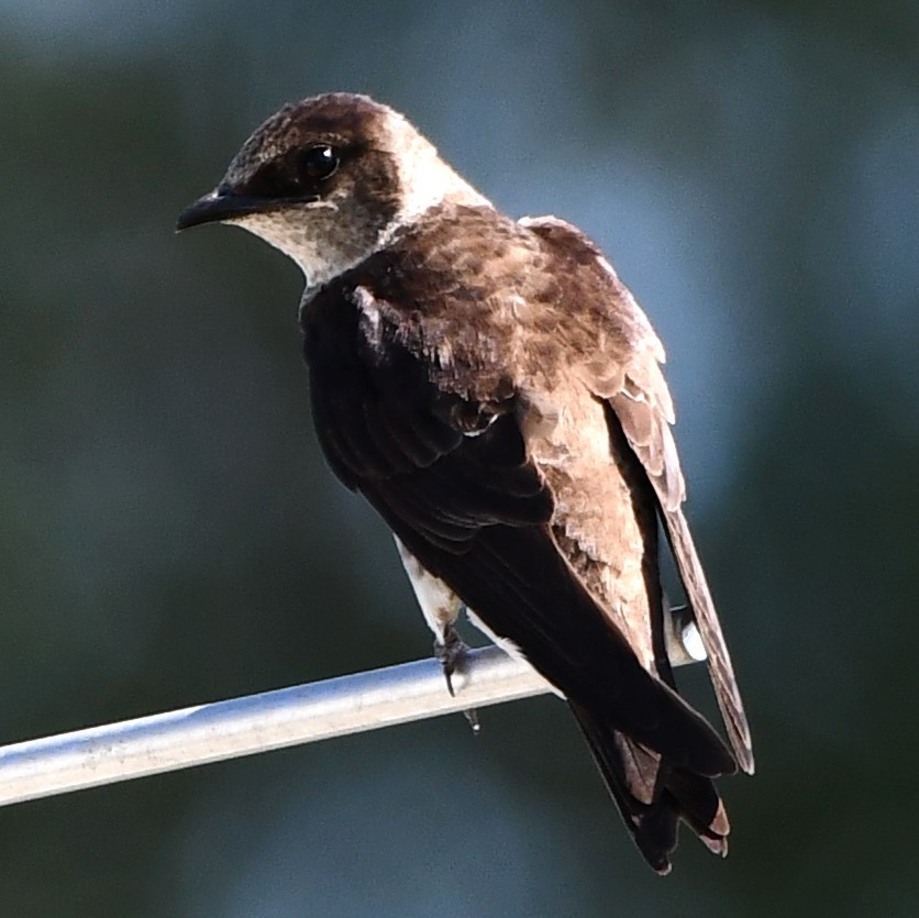 Purple Martin - ML621688781