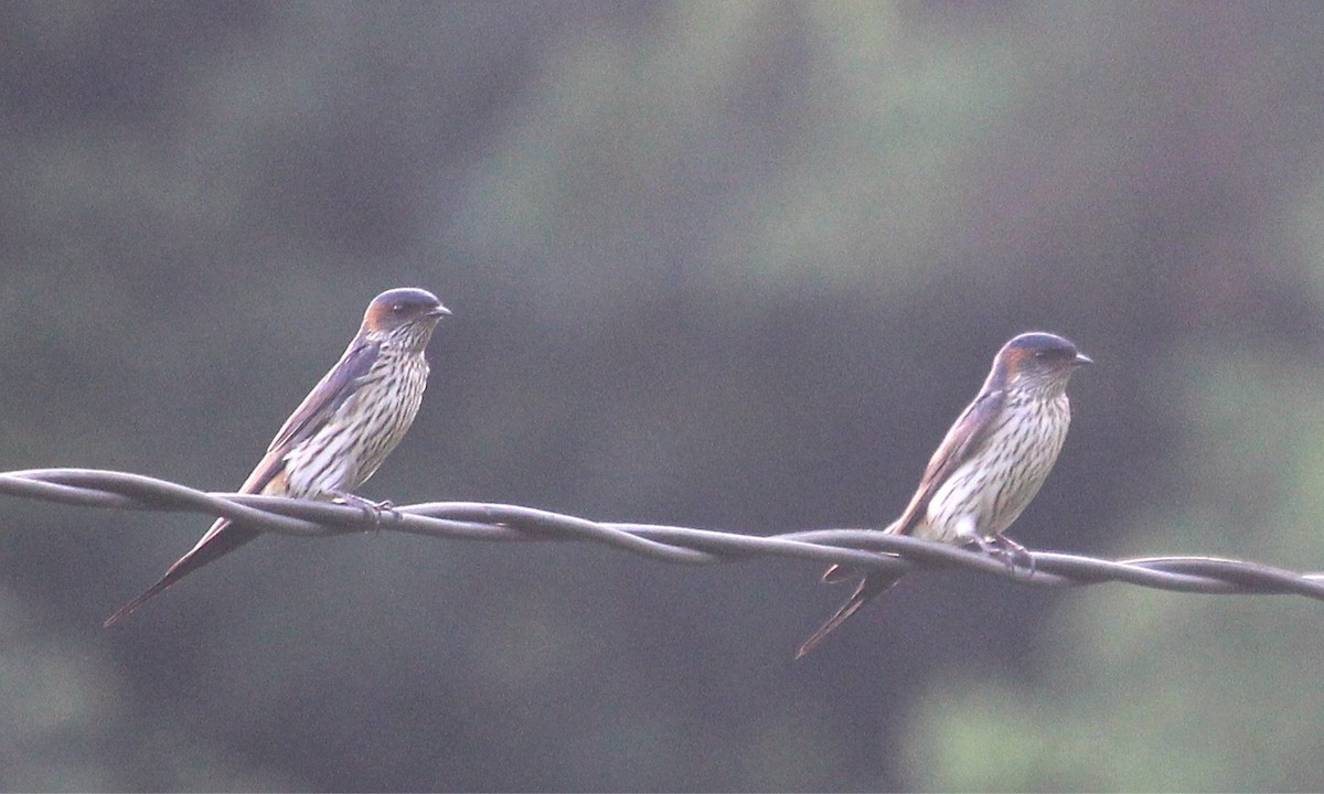 Striated Swallow - ML621688791