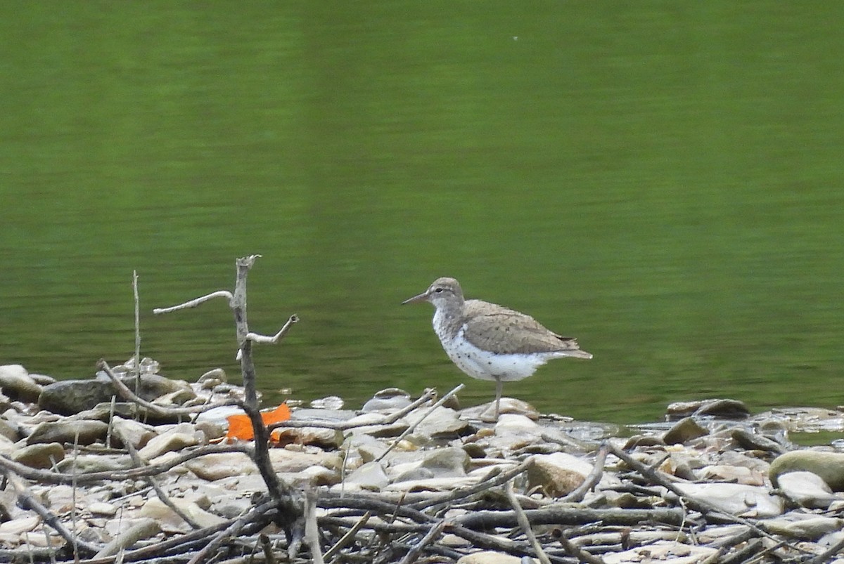 flekksnipe - ML621688822