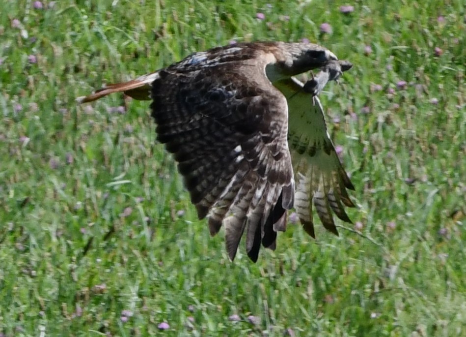 Red-tailed Hawk - ML621688828