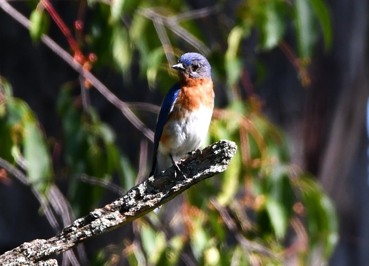 Eastern Bluebird - ML621688860