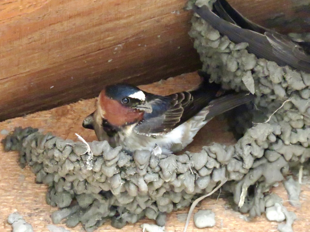 Cliff Swallow - ML621688875