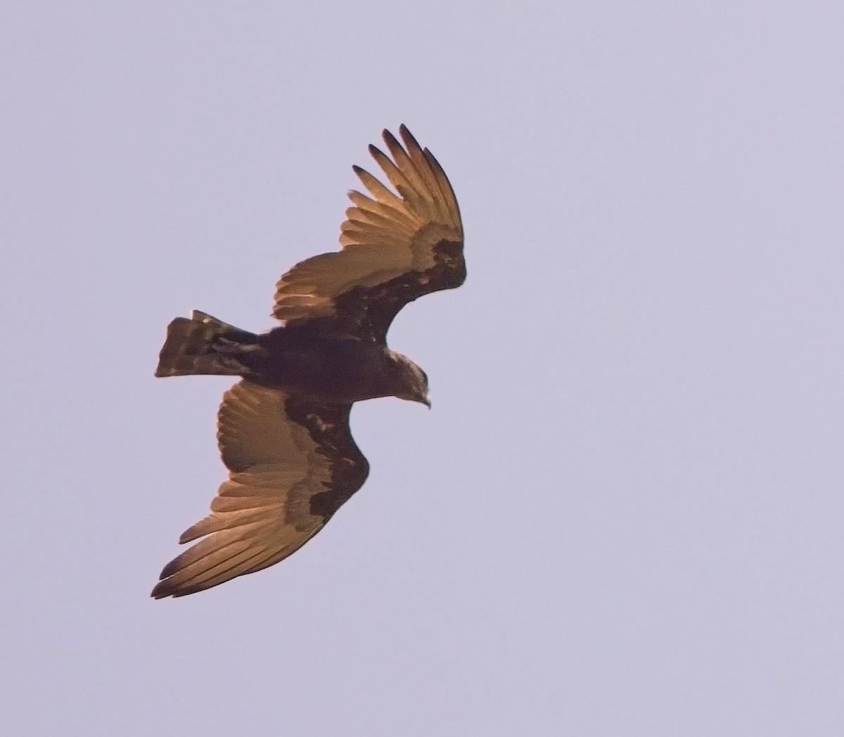 Brown Snake-Eagle - ML621688881