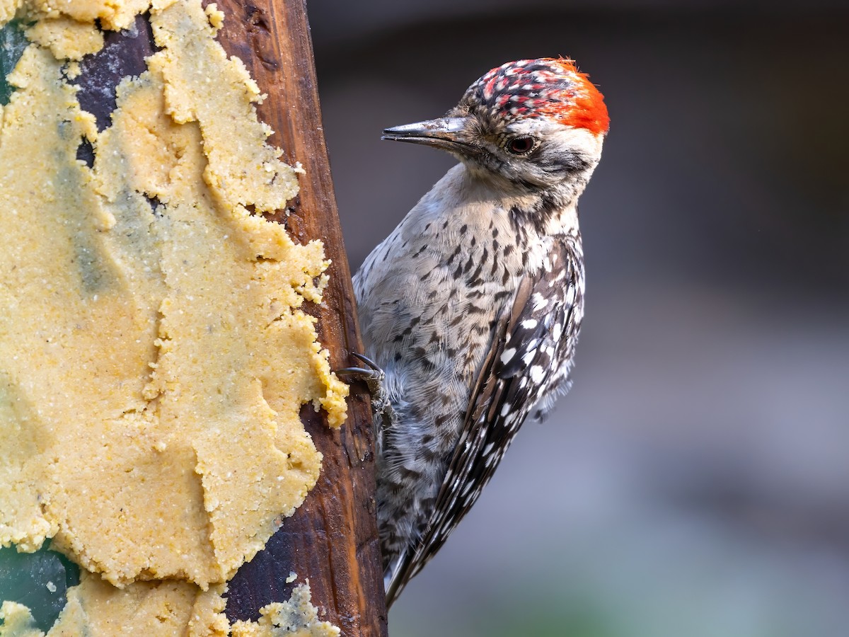 Ladder-backed Woodpecker - Gary Desormeaux