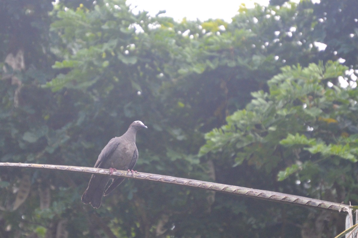 White-crowned Pigeon - ML621688948