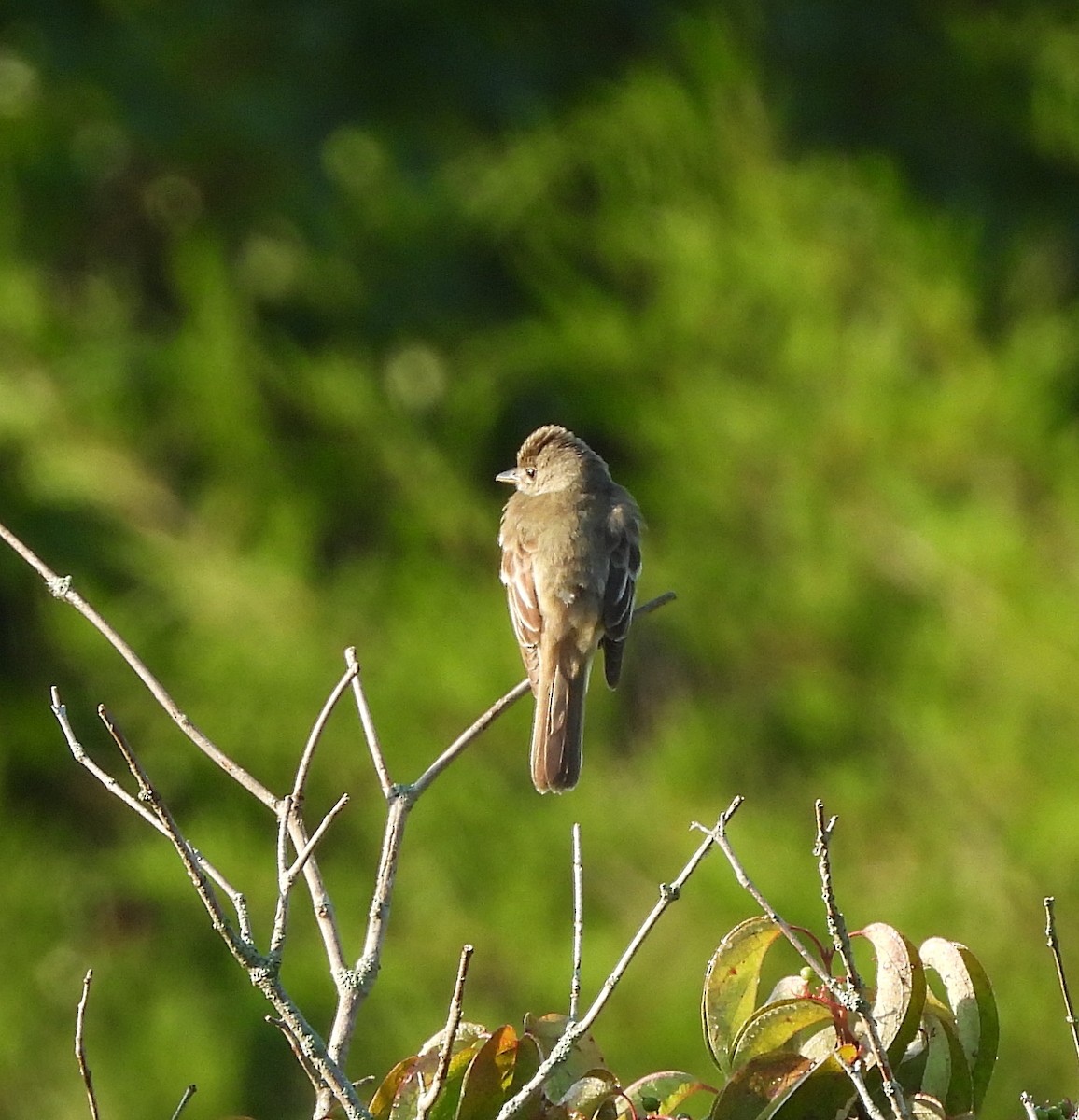 Willow Flycatcher - ML621689137