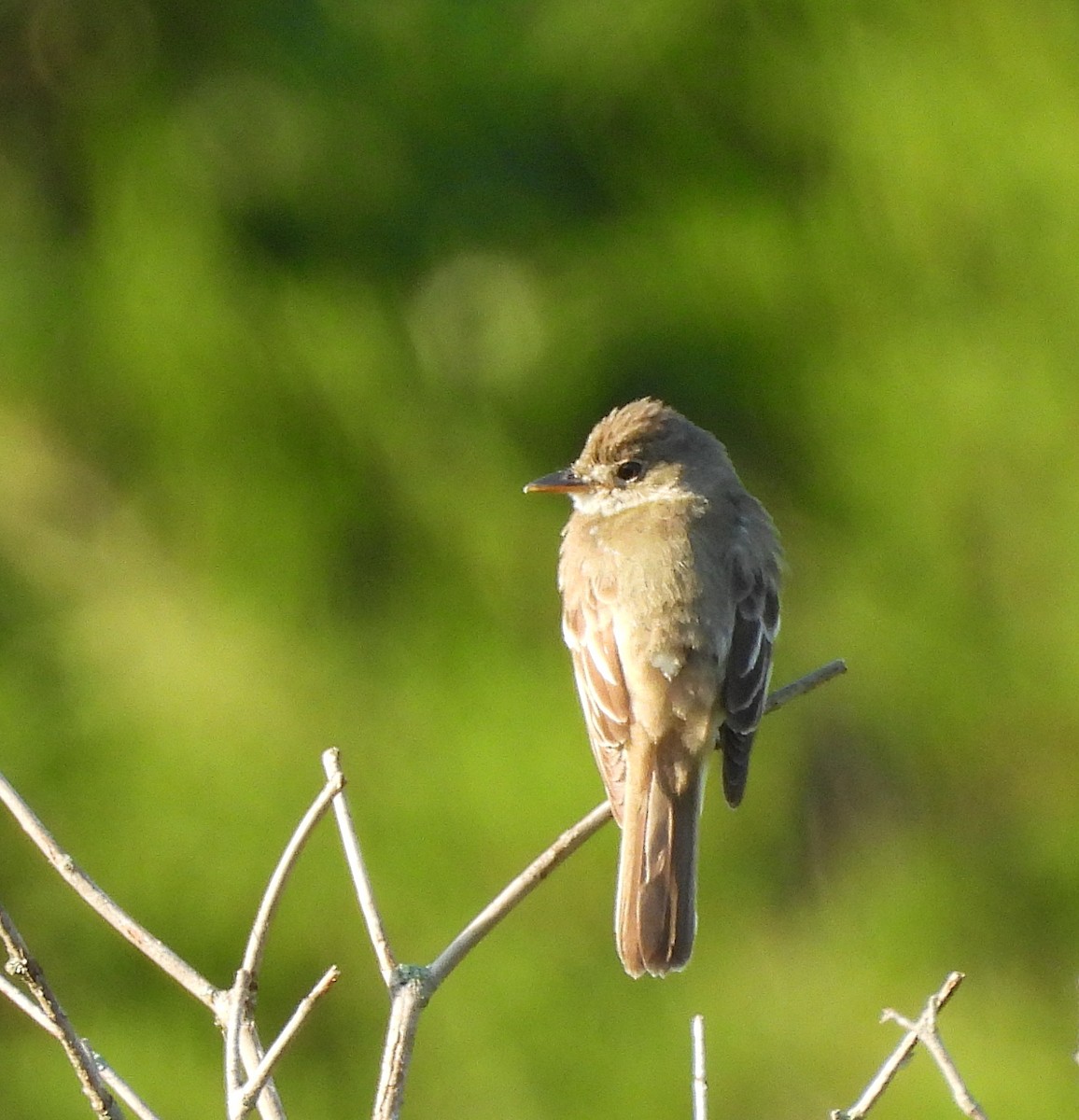 Willow Flycatcher - ML621689140