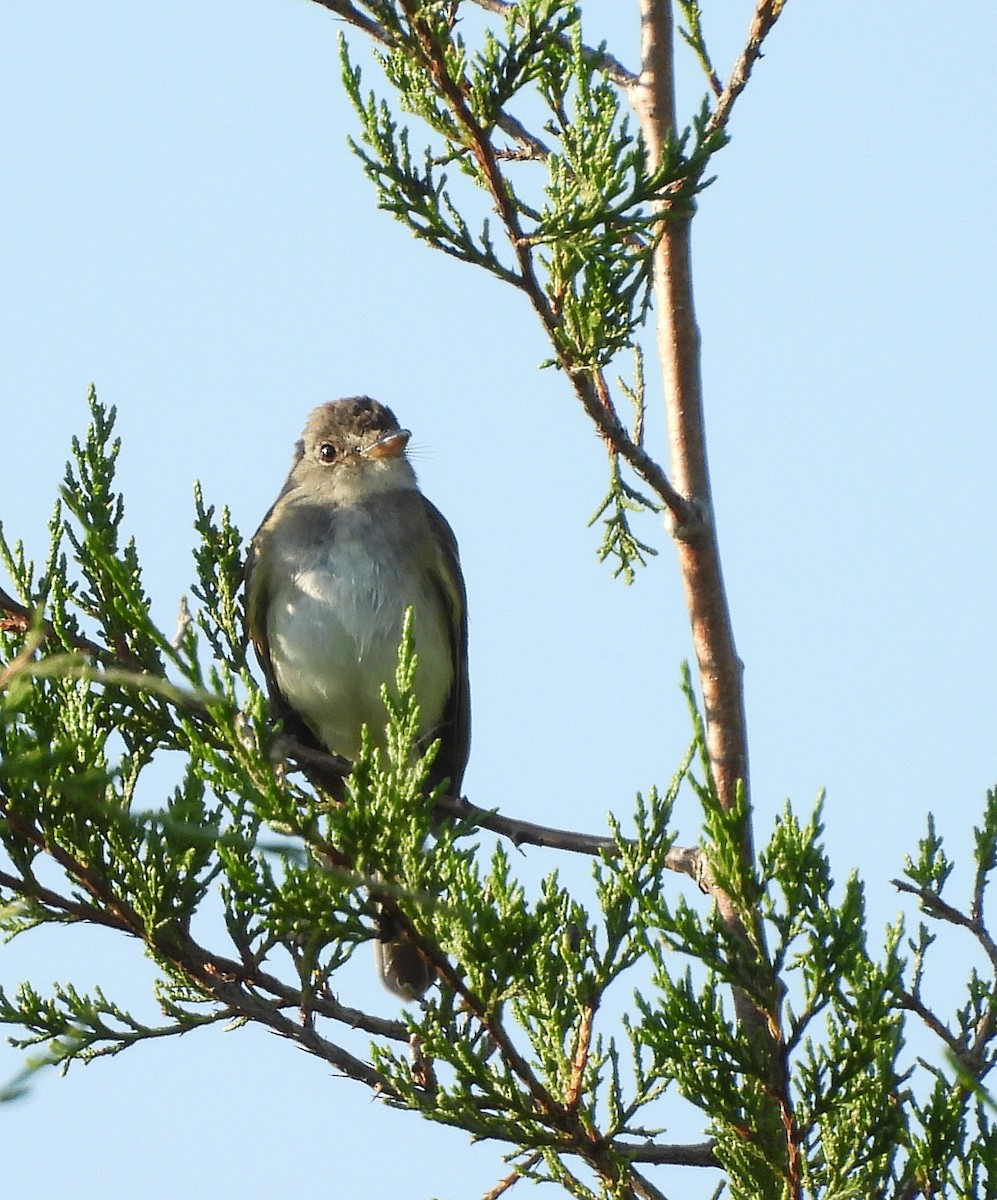 Willow Flycatcher - ML621689142