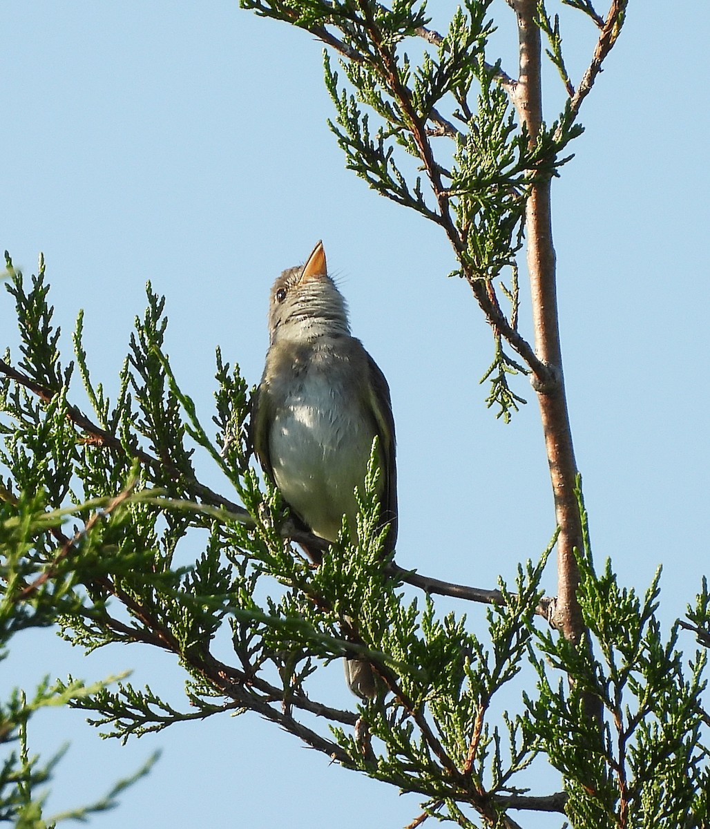 Willow Flycatcher - ML621689147