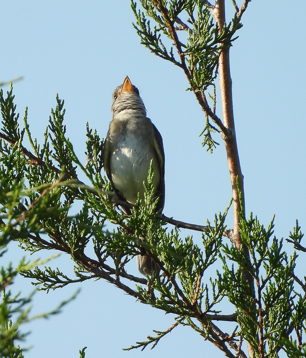 Willow Flycatcher - ML621689152