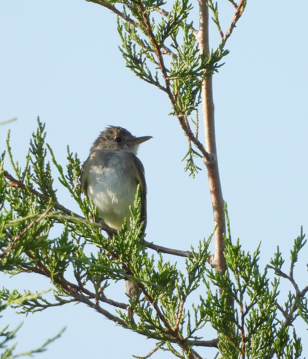 Willow Flycatcher - ML621689157
