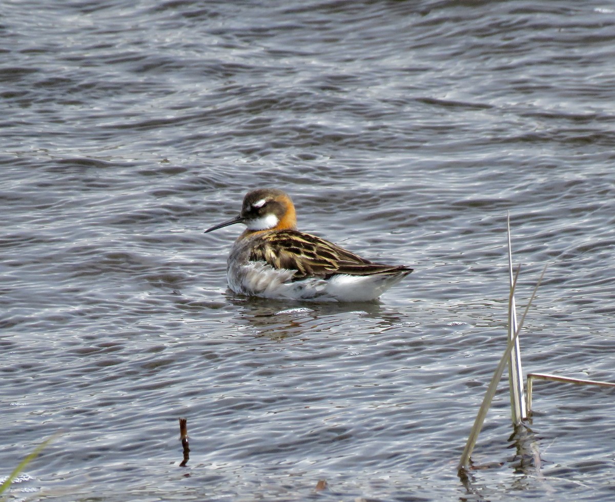 Phalarope à bec étroit - ML621689164