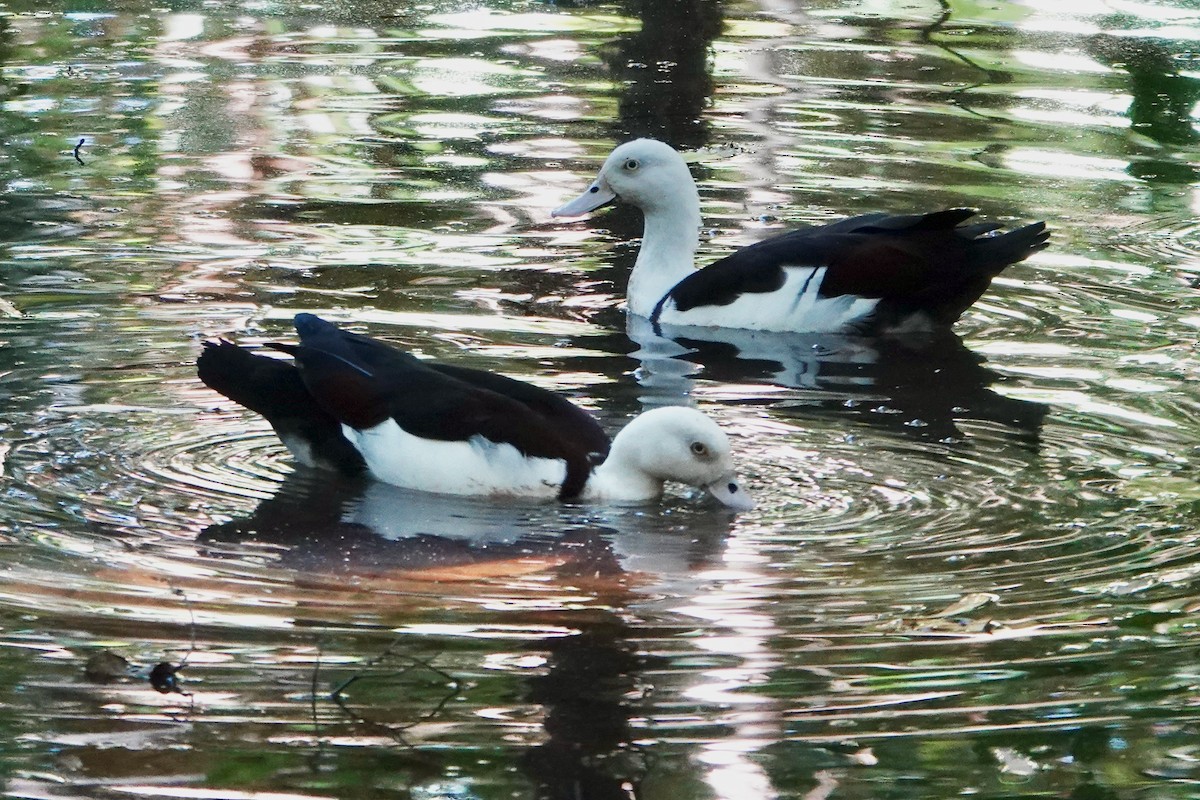 Radjah Shelduck - ML621689196