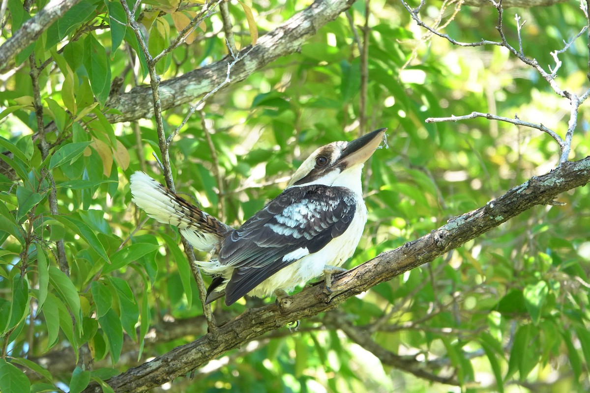 Laughing Kookaburra - ML621689204