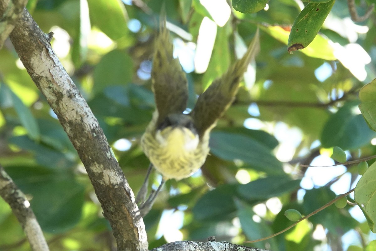 Varied Honeyeater - ML621689213