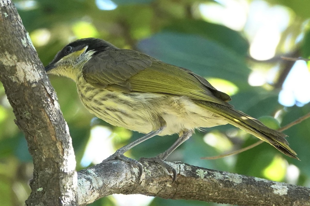 Varied Honeyeater - ML621689218