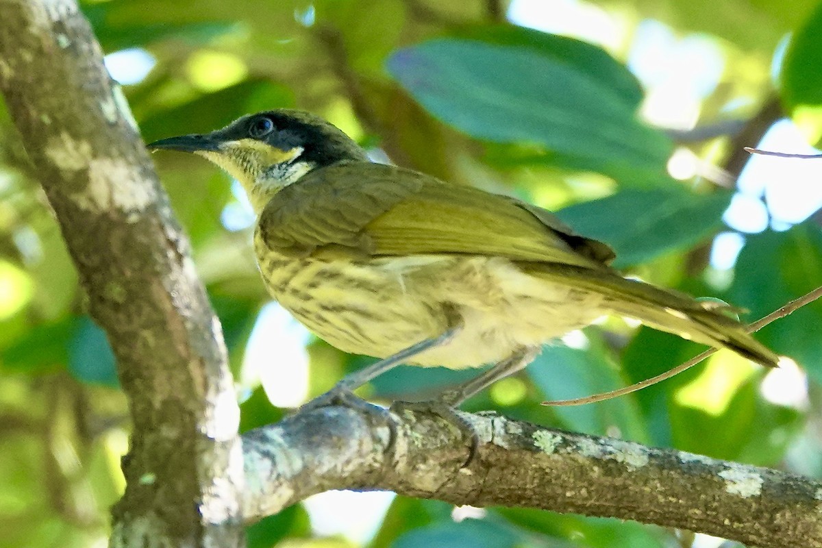 Varied Honeyeater - ML621689220