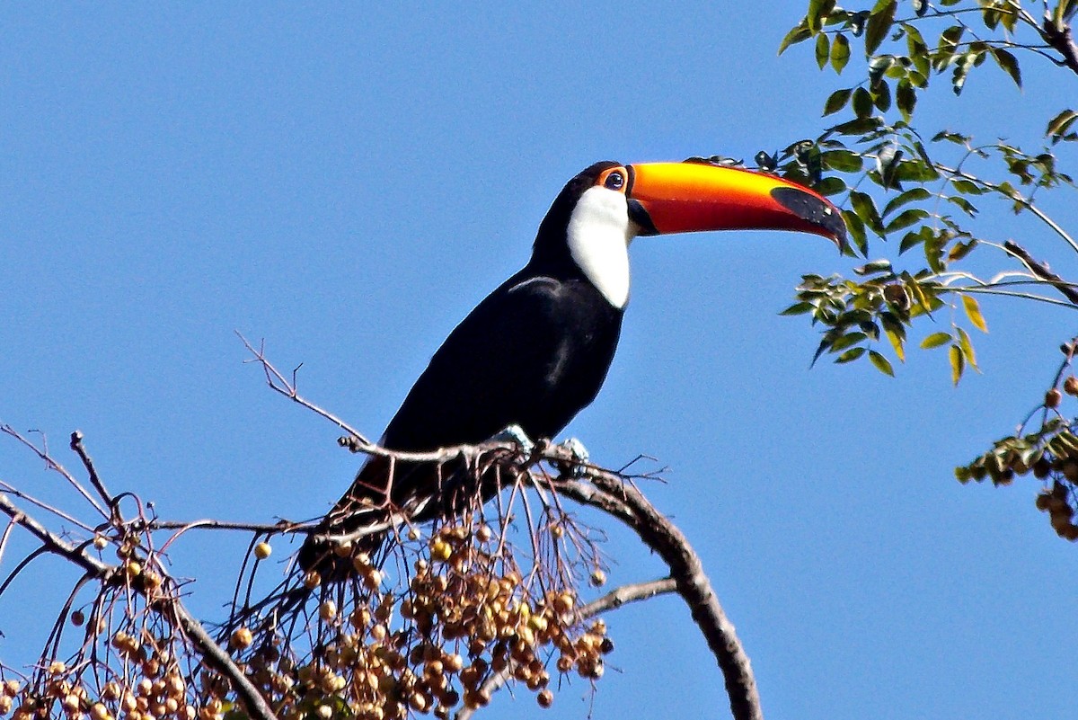 Toco Toucan - ML621689222