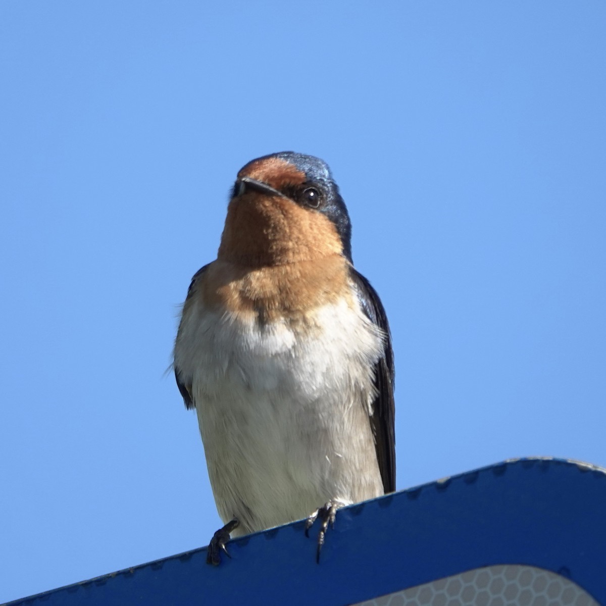 Welcome Swallow - ML621689225