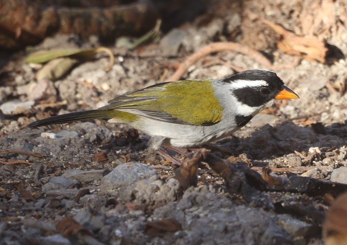 Saffron-billed Sparrow (Saffron-billed) - ML621689238