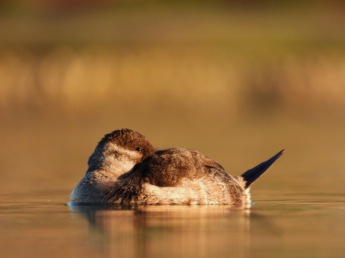 Ruddy Duck - ML621689309