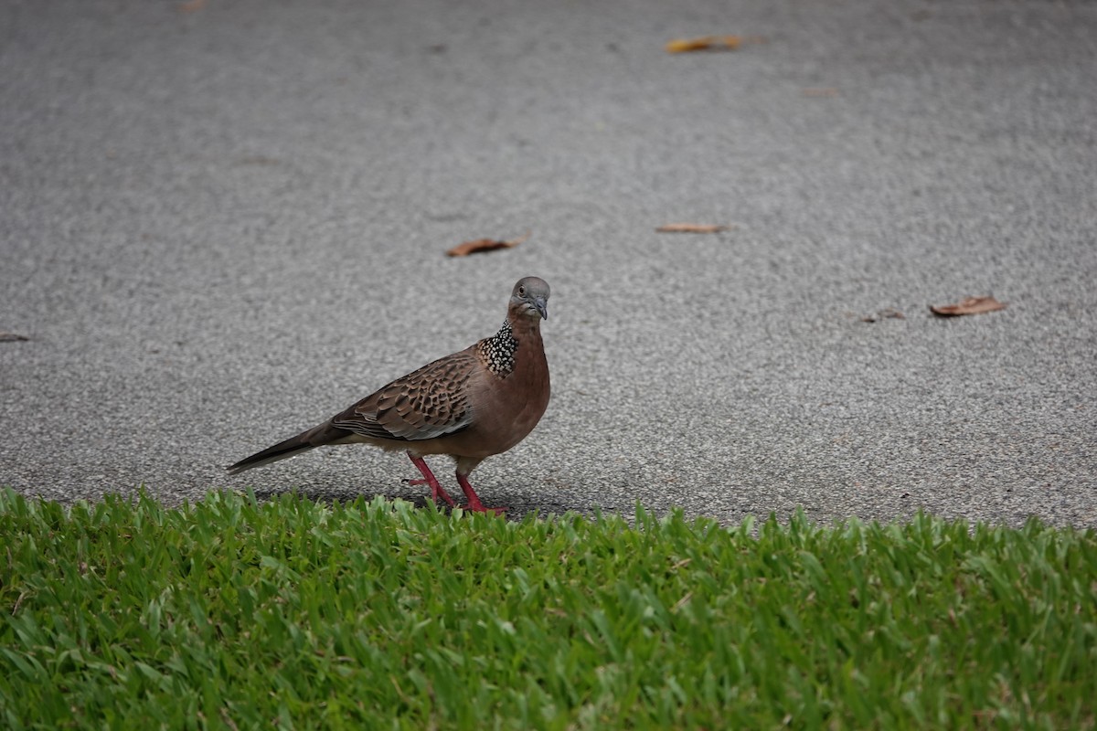 Spotted Dove - ML621689348