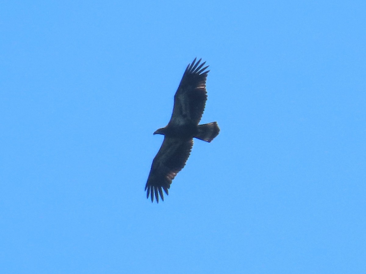 Bald Eagle - ML621689380