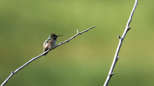 Calliope Hummingbird - ML621689412