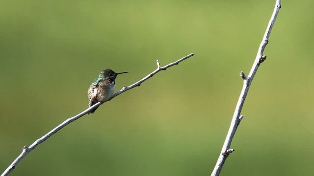 Colibrí Calíope - ML621689412