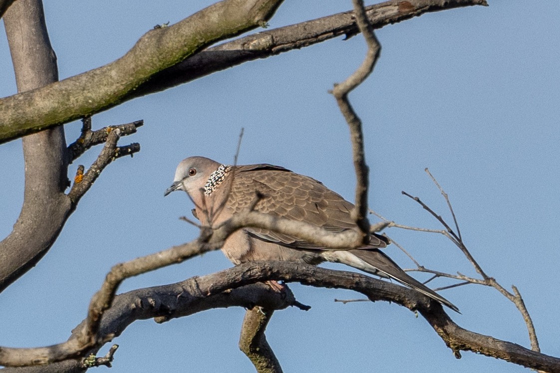 Spotted Dove - ML621689414