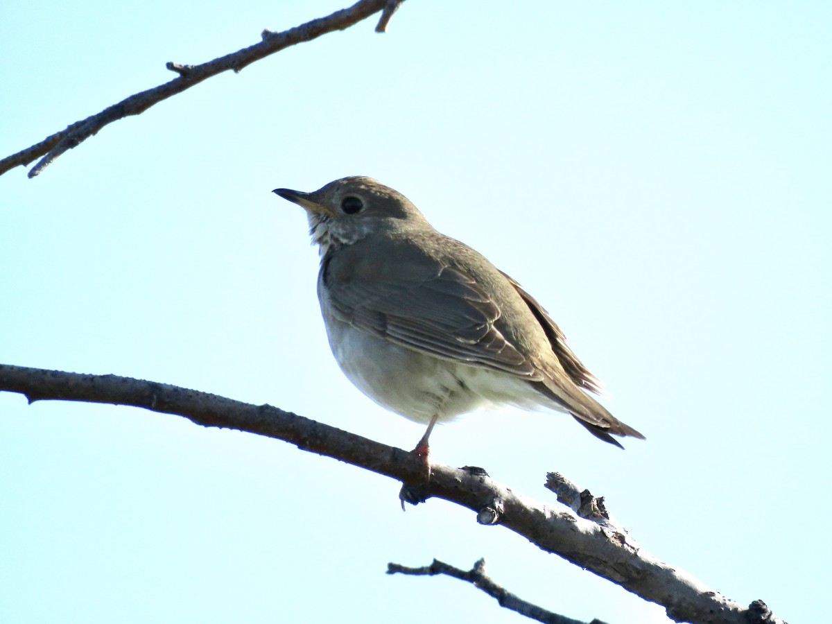 Gray-cheeked Thrush - ML621689524