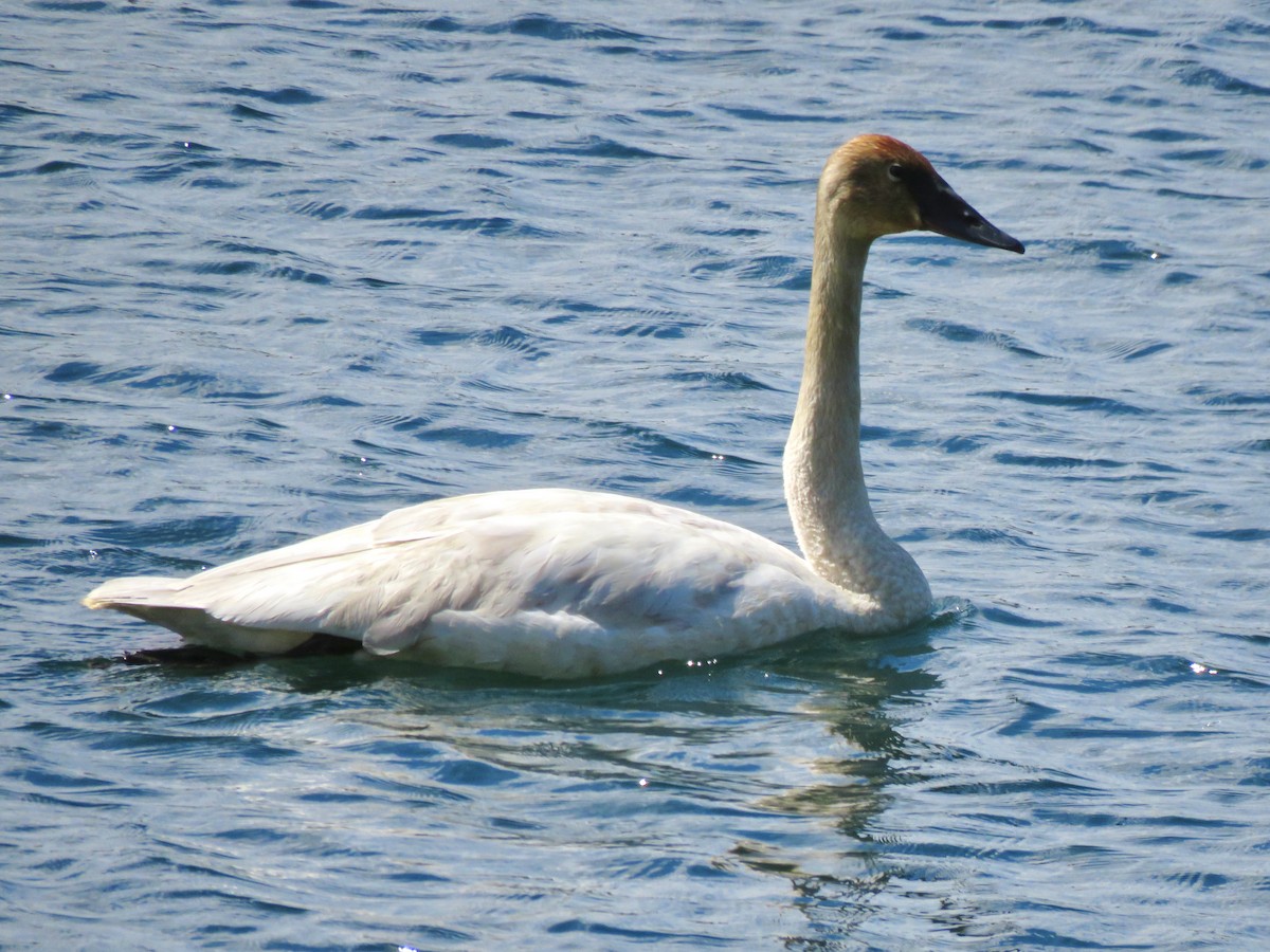 Trumpeter Swan - ML621689584