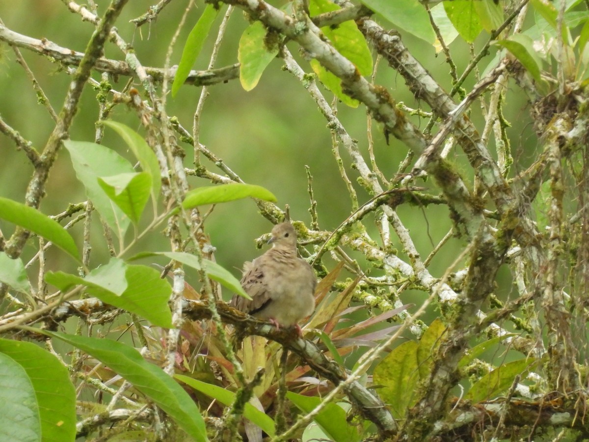 Ecuadorian Ground Dove - ML621689685