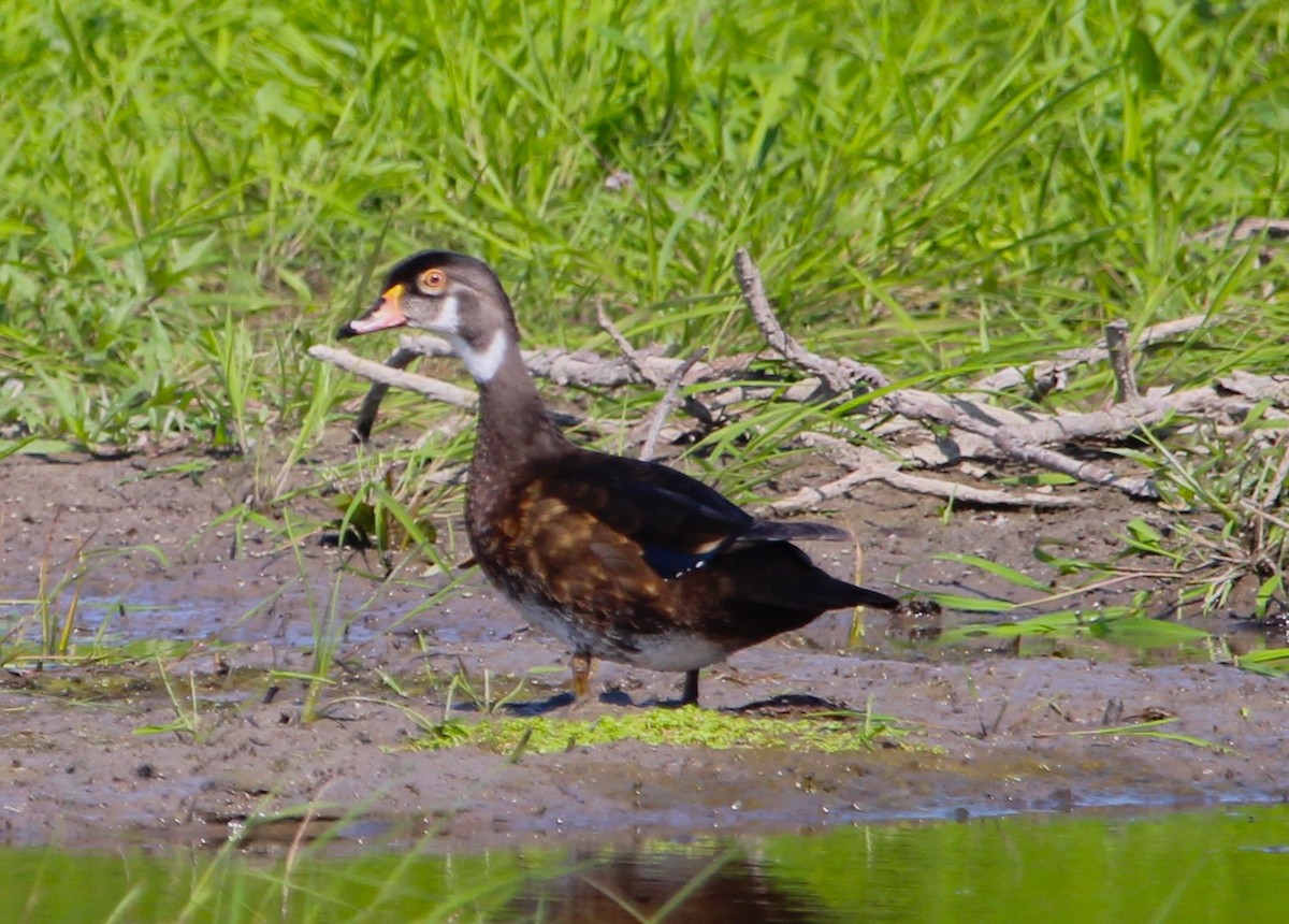 Wood Duck - ML621689698