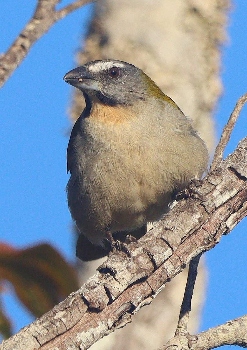 Buff-throated Saltator - ML621689702