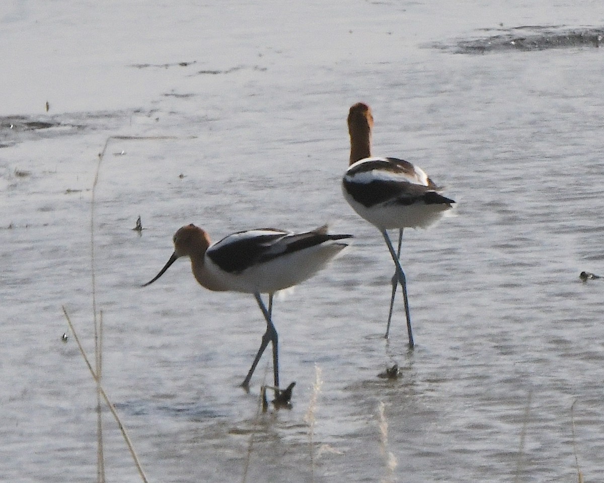 American Avocet - ML621689761