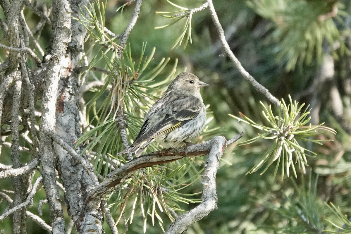 Pine Siskin - ML621689772