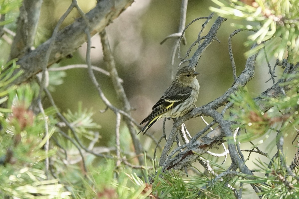 Pine Siskin - ML621689773