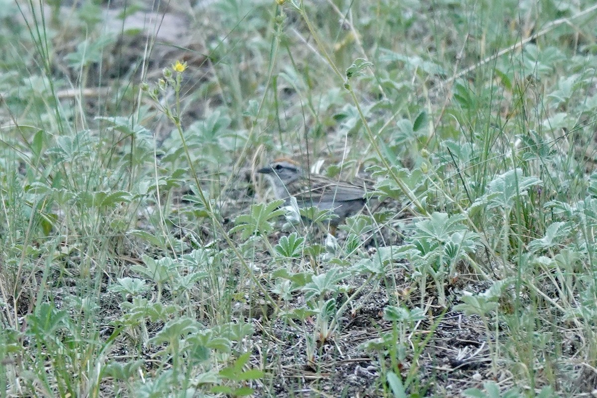 Chipping Sparrow - ML621689783