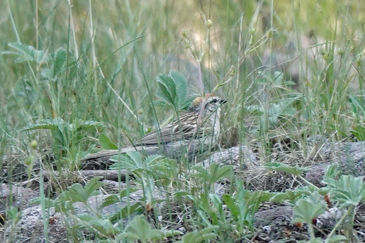 Chipping Sparrow - ML621689784