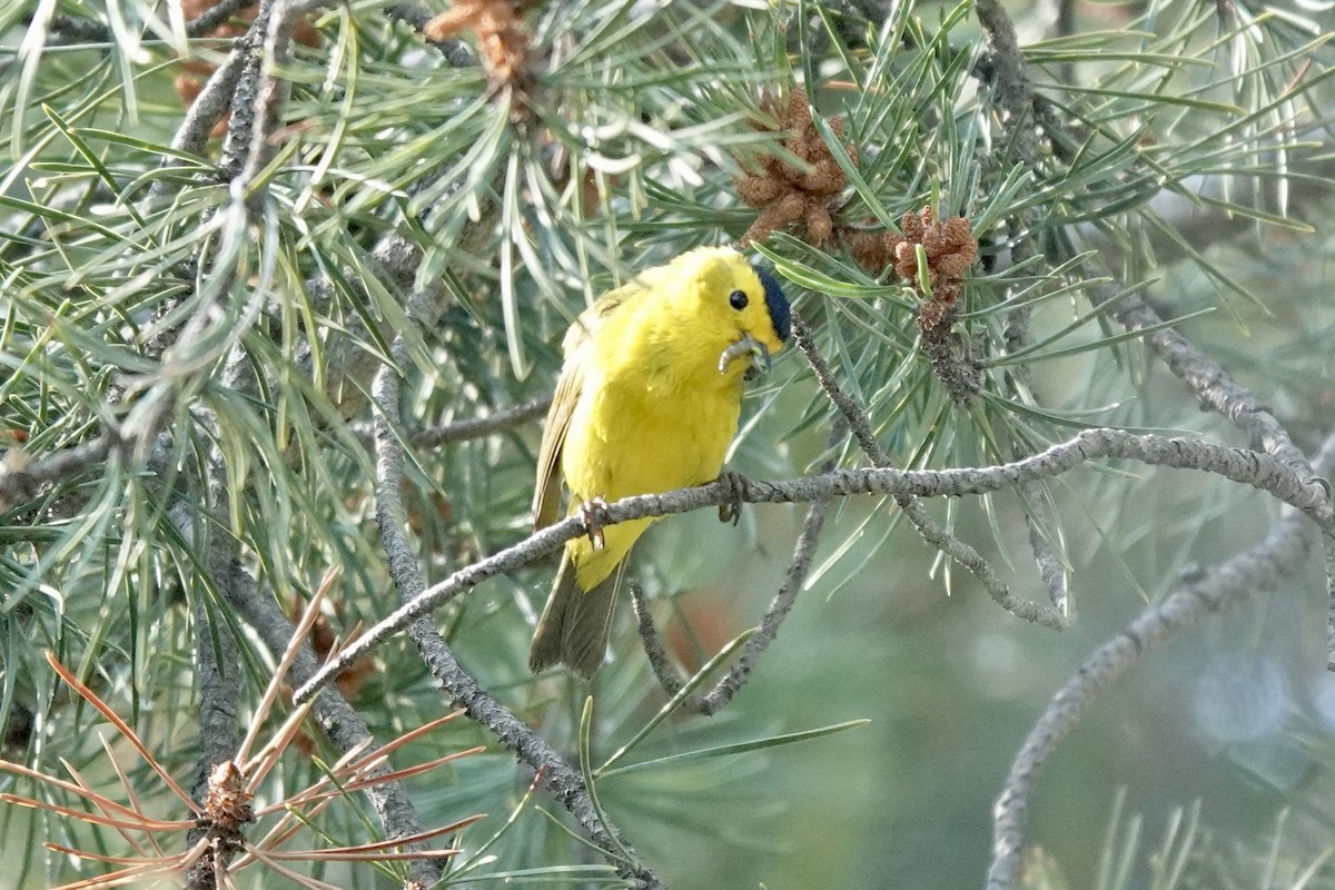 Wilson's Warbler - ML621689796