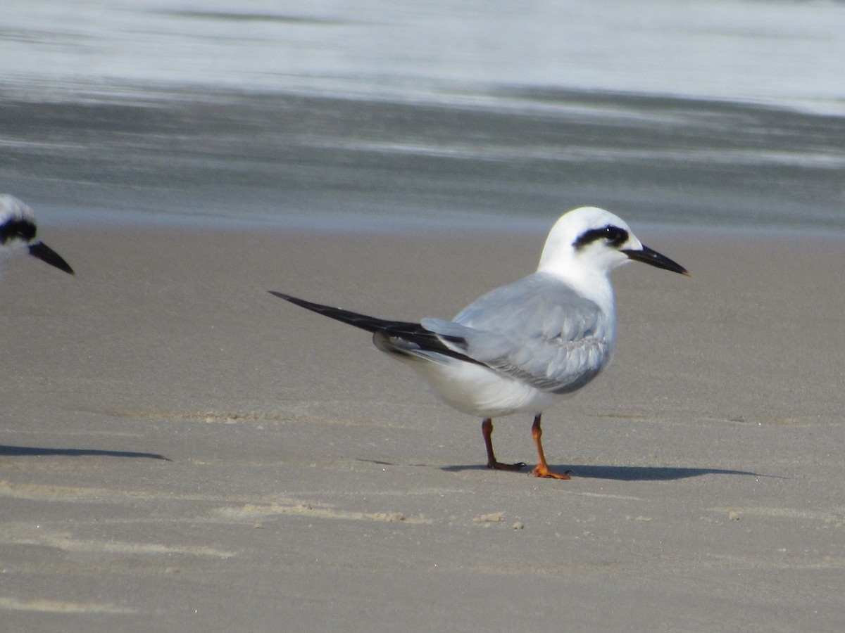 Snowy-crowned Tern - ML621689800