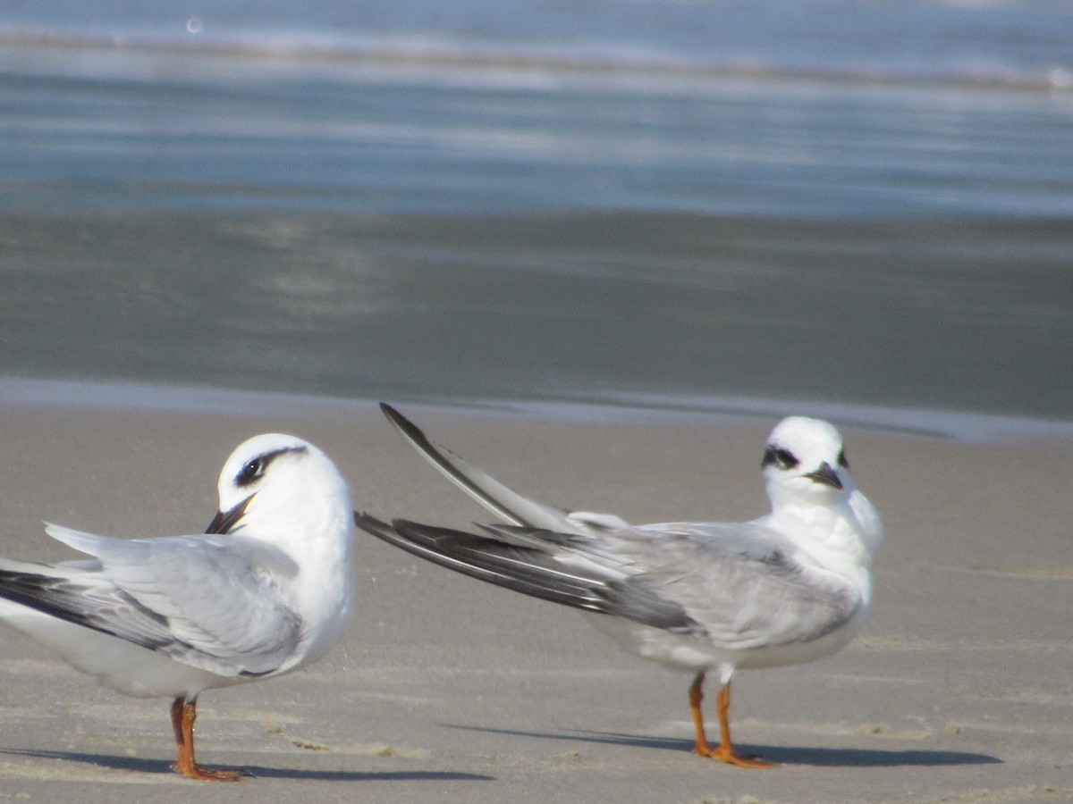 Snowy-crowned Tern - ML621689801